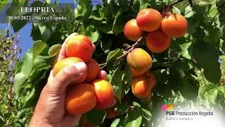 PSB FLOPRIA | BETA FIDAN