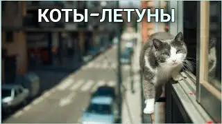 КОТОПАД | как избежать ПАДЕНИЕ КОШЕК из окон и балконов