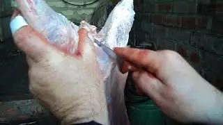 Нутрии. Забой на дому. Часть 3.