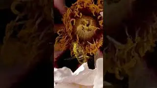 Пчела купается в цветке 