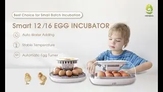 Digital 16 eggs incubator