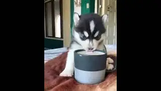 🐶 köpek 🌹