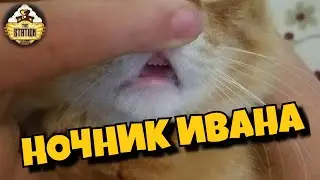 Ночник Ивана | Вечер десятый