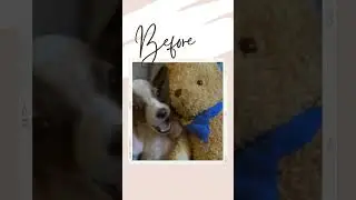 Debby's Incredible Transformation 🐾