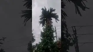 hoa cau vườn trầu#shortvideo