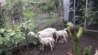 Angon Domba