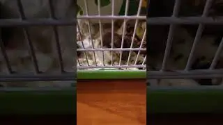 Надо, надо умываться  по утрам и вечерам! Наша Буся.🐭👀⛄❄️👏❤️😘