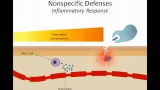 Chemokines