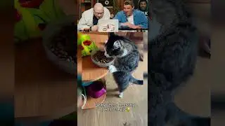 ЗАСМЕЯЛСЯ - ПОДПИСАЛСЯ! Ч.186🤣 ОЧЕНЬ СМЕШНО!
