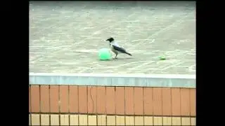 Ворон-футболист. The Crow Football
