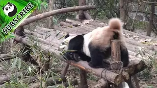 Panda's original tail dance