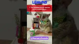 Lively Lemurs 🐒🌿🌴 #lemurs #animals #nurserysounds #shorts
