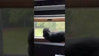 Window Shopper Shadow #ailurophile #shadow #blackcatshortsvideo #blackcat