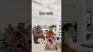 Зарплата🤣😂 #рекомендации #tiktok #юмор #котики #shorts #футажи #кот Автор:@tankist1995