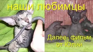 Кошки 2019 Домашние животные Любимые наши Cats