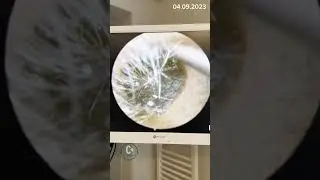 Kulak kiri temizleme. Part1.