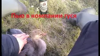 Пью гуся с гусем