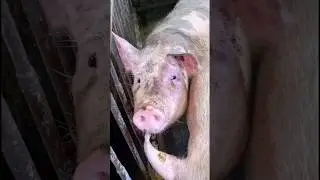 @maska1363 #pigs #деревня #подпишись