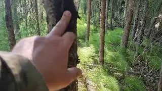 Медвежья тропа. Спустя несколько лет