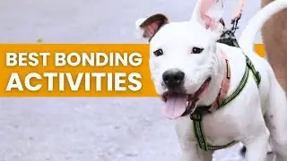 Bonding Activities For Dog Owners