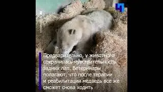 В Московском зоопарке рассказали о состоянии раненого белого медведя