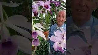 Blue Cattleyas - Part 1