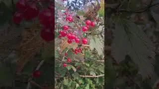 wild fruits