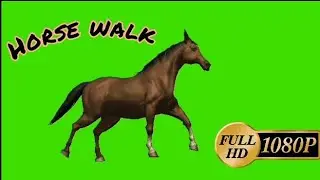 Horse // Green screen cantering horse // Horse running // Horse turn / horse walk / horse cantering/