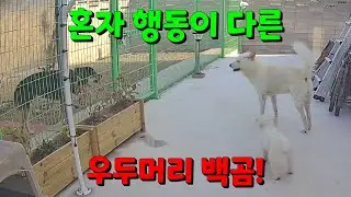 진돗개 백곰이가 우두머리가 될수밖에 없는 이유?
