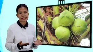 Episódio 473, Geografia, 12 ano, aula 10, Culturas Dominantes em Timor Leste Mestra Elvia