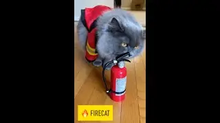 Cats With Jobs — Firefighter Cat • Construction Cat • Office Cat