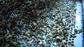 оборудование для маслоцеха