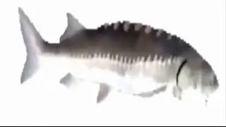 Shimmy Shimmy Ya 10 HOURS Fish Spinning