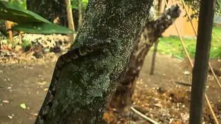 Sibon nebulata