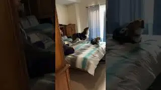 The morning howls