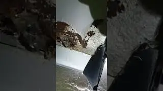 слегка ржака на сонате