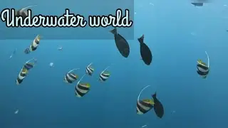 Underwater world 🌎