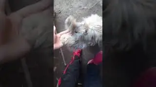 My cute puppy