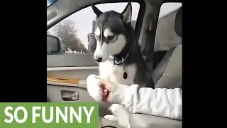 Spoiled Husky demands belly rubs