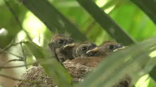 NZ Fantail (pīwakawaka) Mother Feeding her Chicks