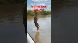 Ngasih Makan Buaya Liar #shorts #buayabesar #buaya #alamindonesia #makan #mukbang