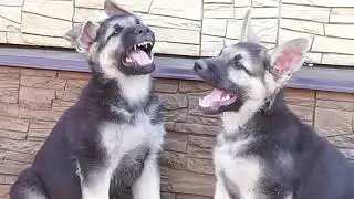 Щенки ВЕО питомника 
