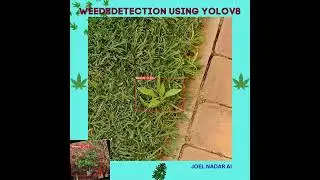 Weed detection using yolov8. 