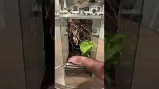 Brand New *CUSTOM* Enclosure For Rare Lizards 🦎 
