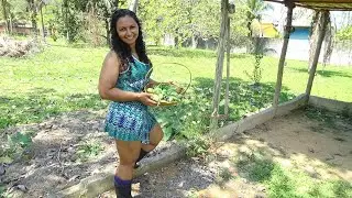 RABADA COM QUIABO E MAXIXE