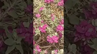 Honey Bees Nice Flowers