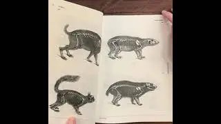 Animal Skeletons and Anatomy: An Image Archive for Artists and Designers by Vault editions