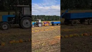 Сбор тыквы 🎃🚜💨