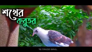 শখের কবুতর পালন || গ্রামের বাড়িতে কবুতর পালন এর অসাধারন দৃশ্য
