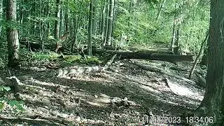 Рысь охотится  Фотоловушка  Заповедник Нургуш